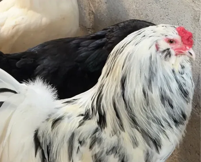 Ameraucana Ermine