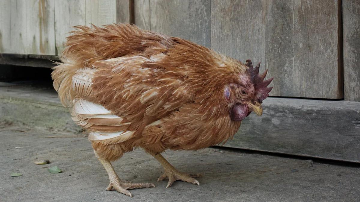 Cólera aviária ou pasteurelose