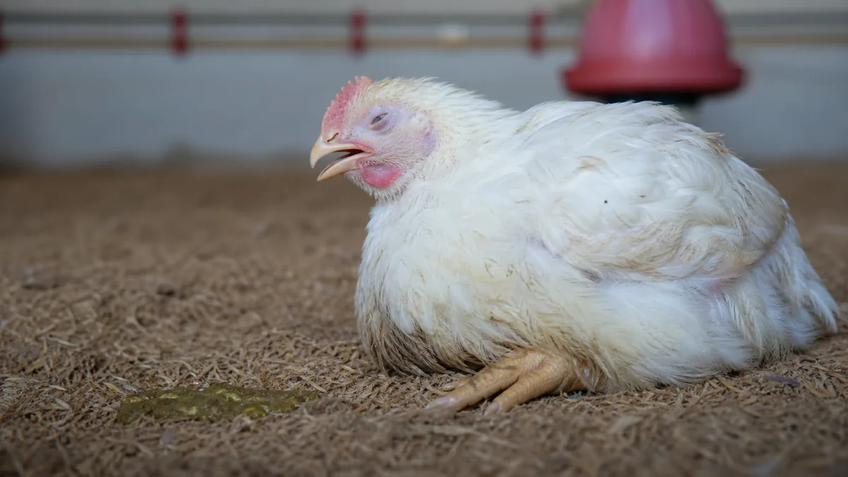 Colibacilose