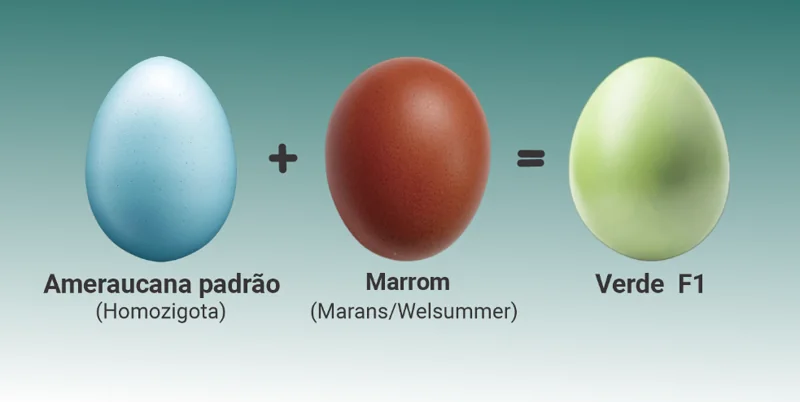 Simulador de cores de cascas de ovos