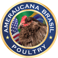 AMERAUCANA BRASIL POULTRY
