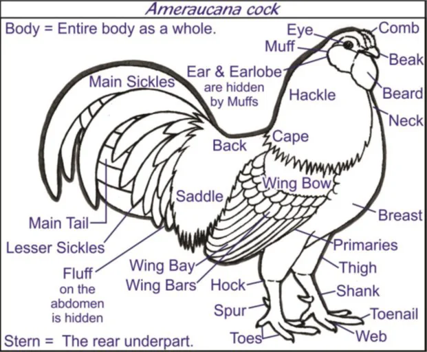 Padrão Ameraucana — galo