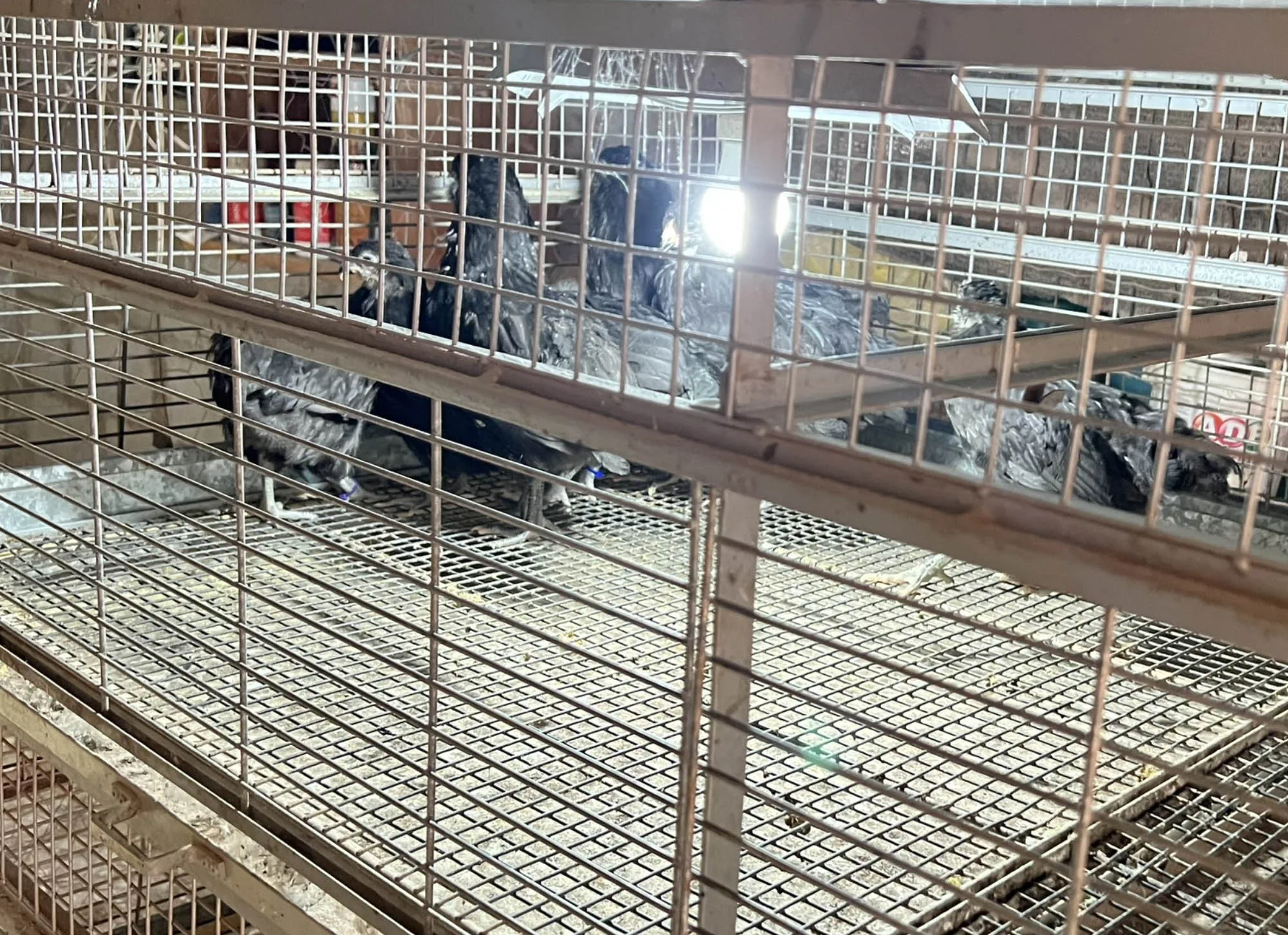 O Criatório — Ameraucana Brasil Poultry