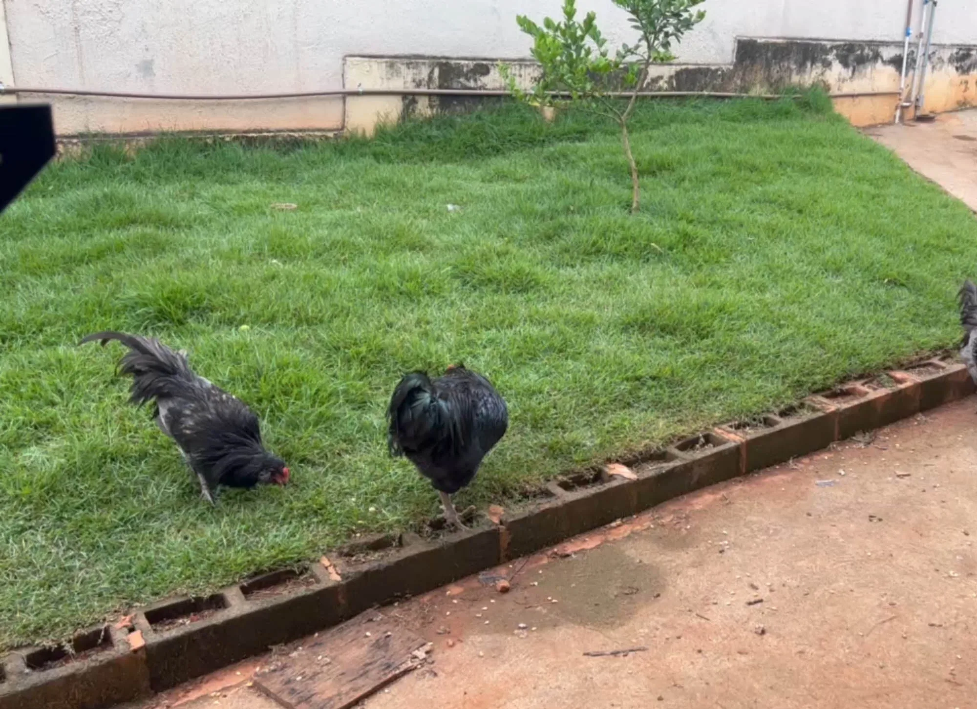 O Criatório — Ameraucana Brasil Poultry