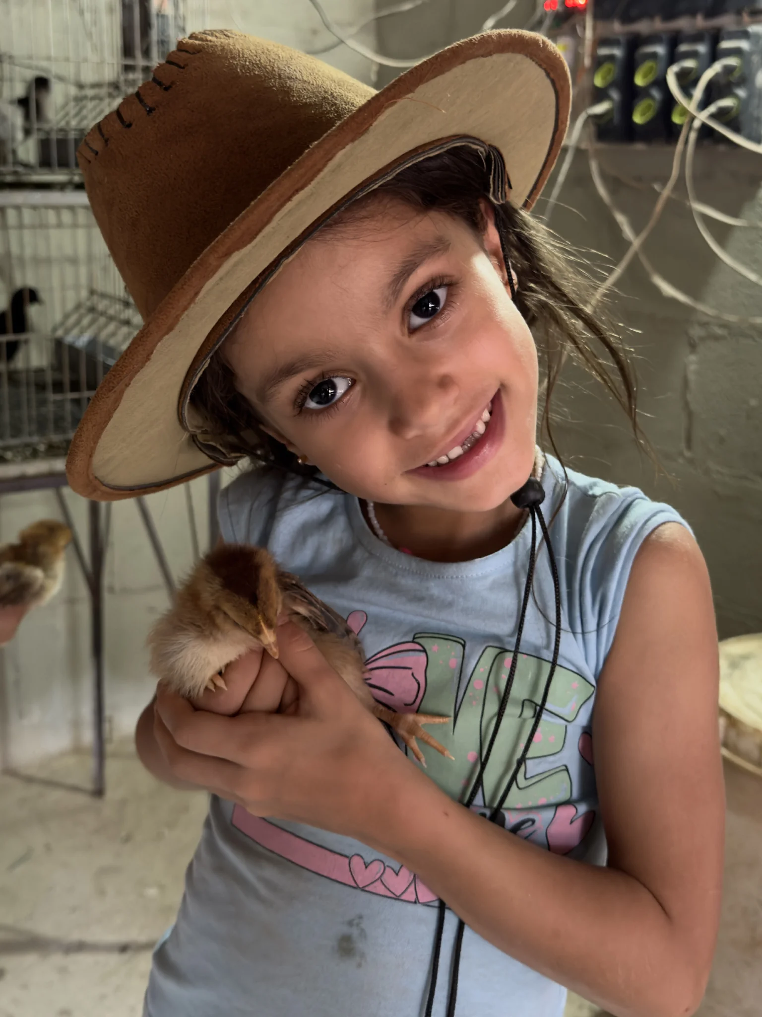 O Criatório — Ameraucana Brasil Poultry