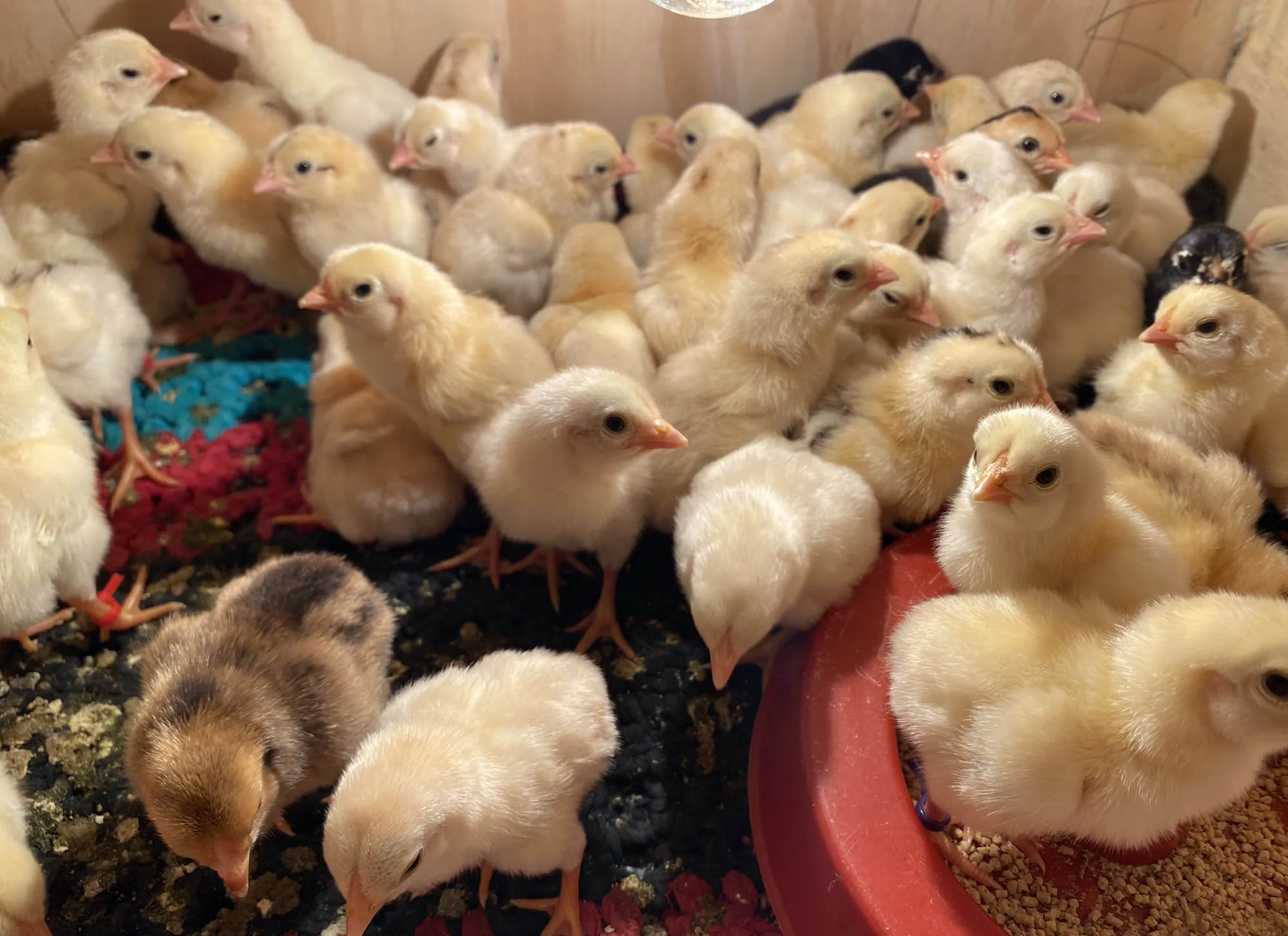 O Criatório — Ameraucana Brasil Poultry