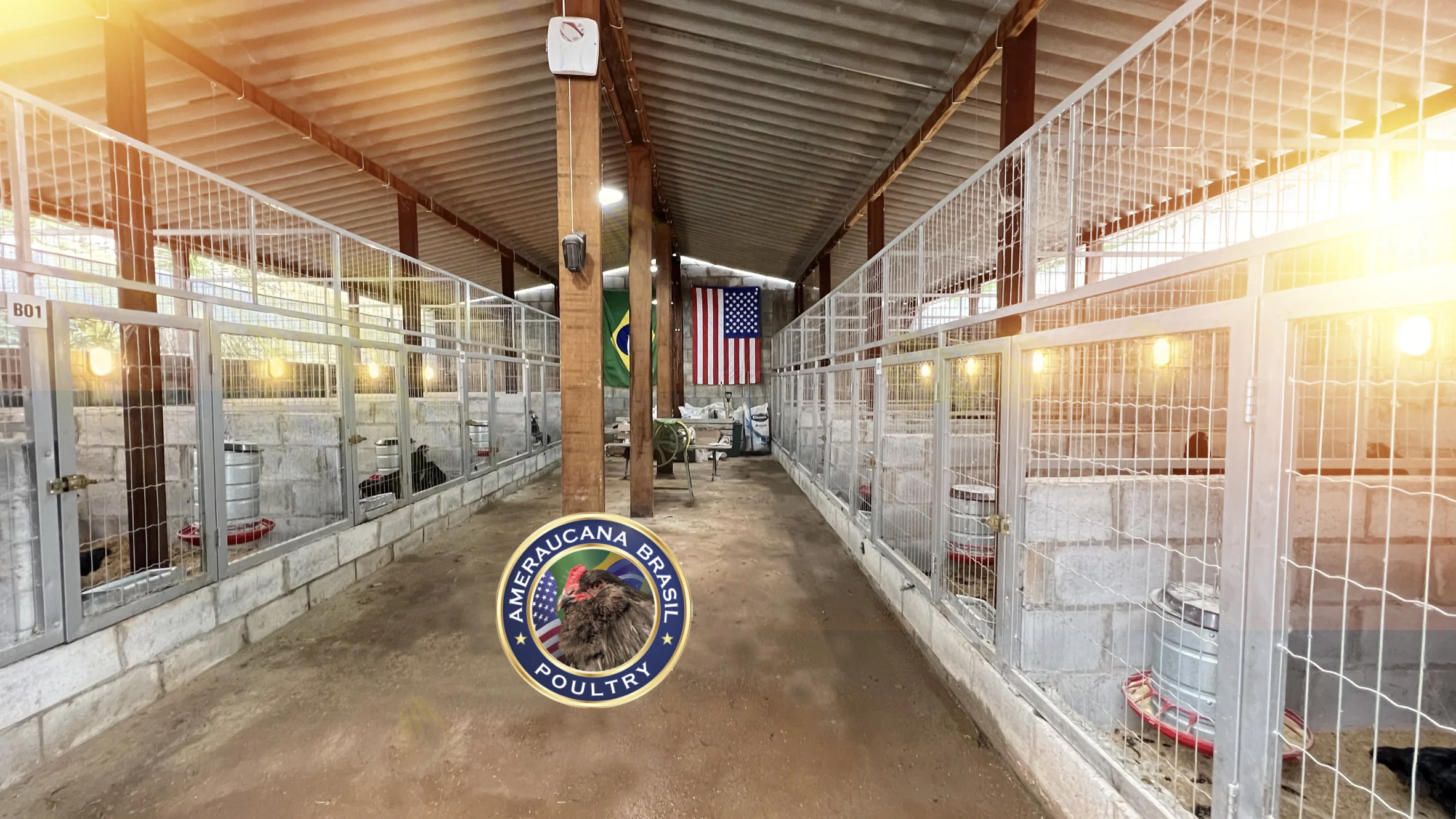O Criatório — Ameraucana Brasil Poultry