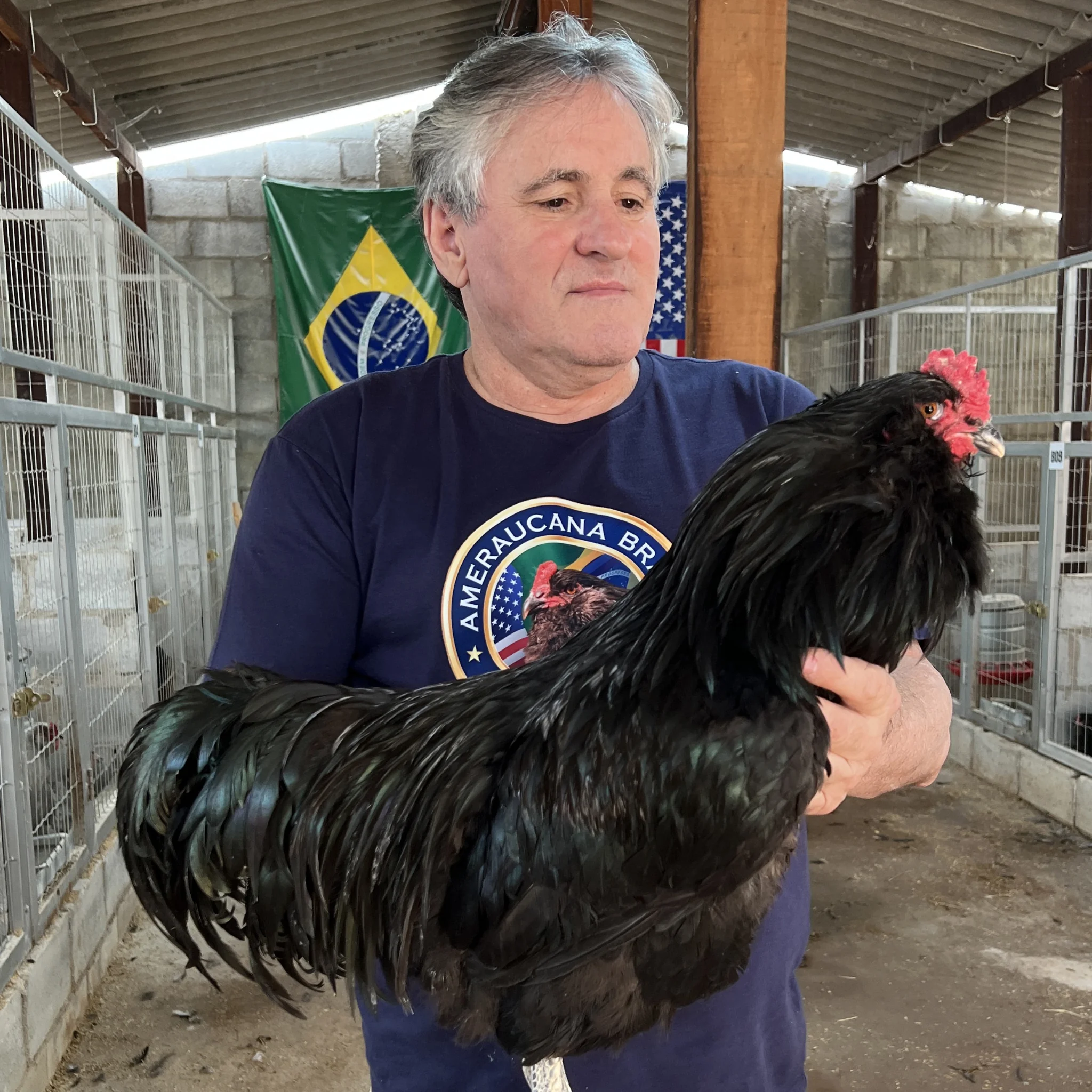 O Criatório — Ameraucana Brasil Poultry