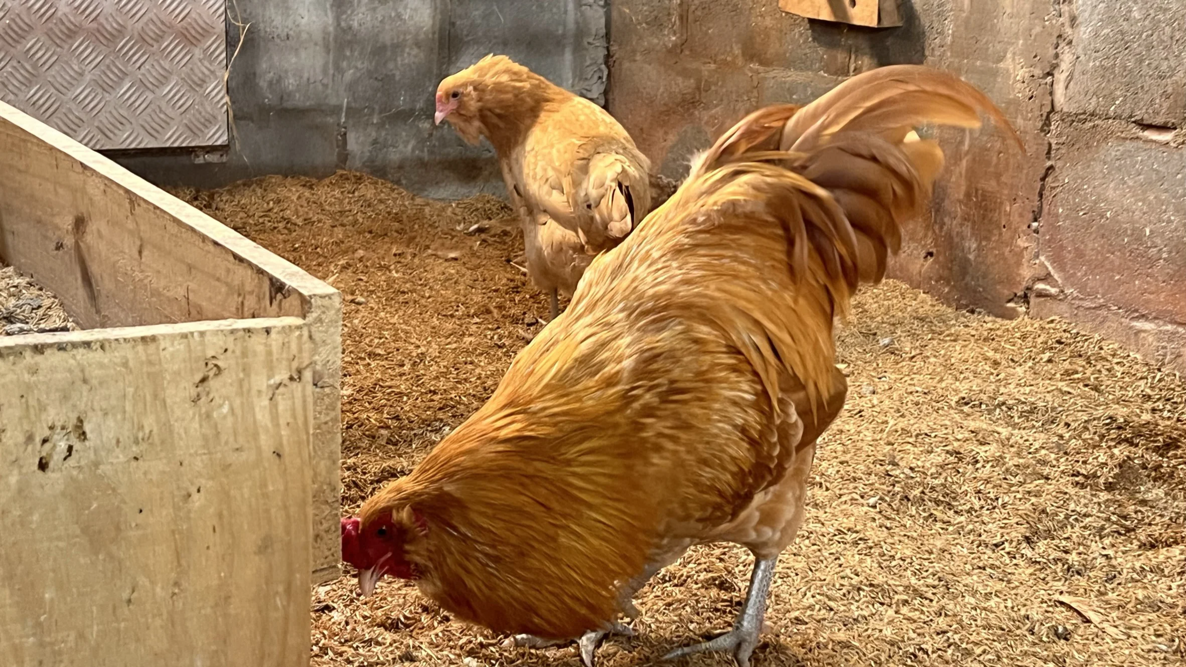 O Criatório — Ameraucana Brasil Poultry