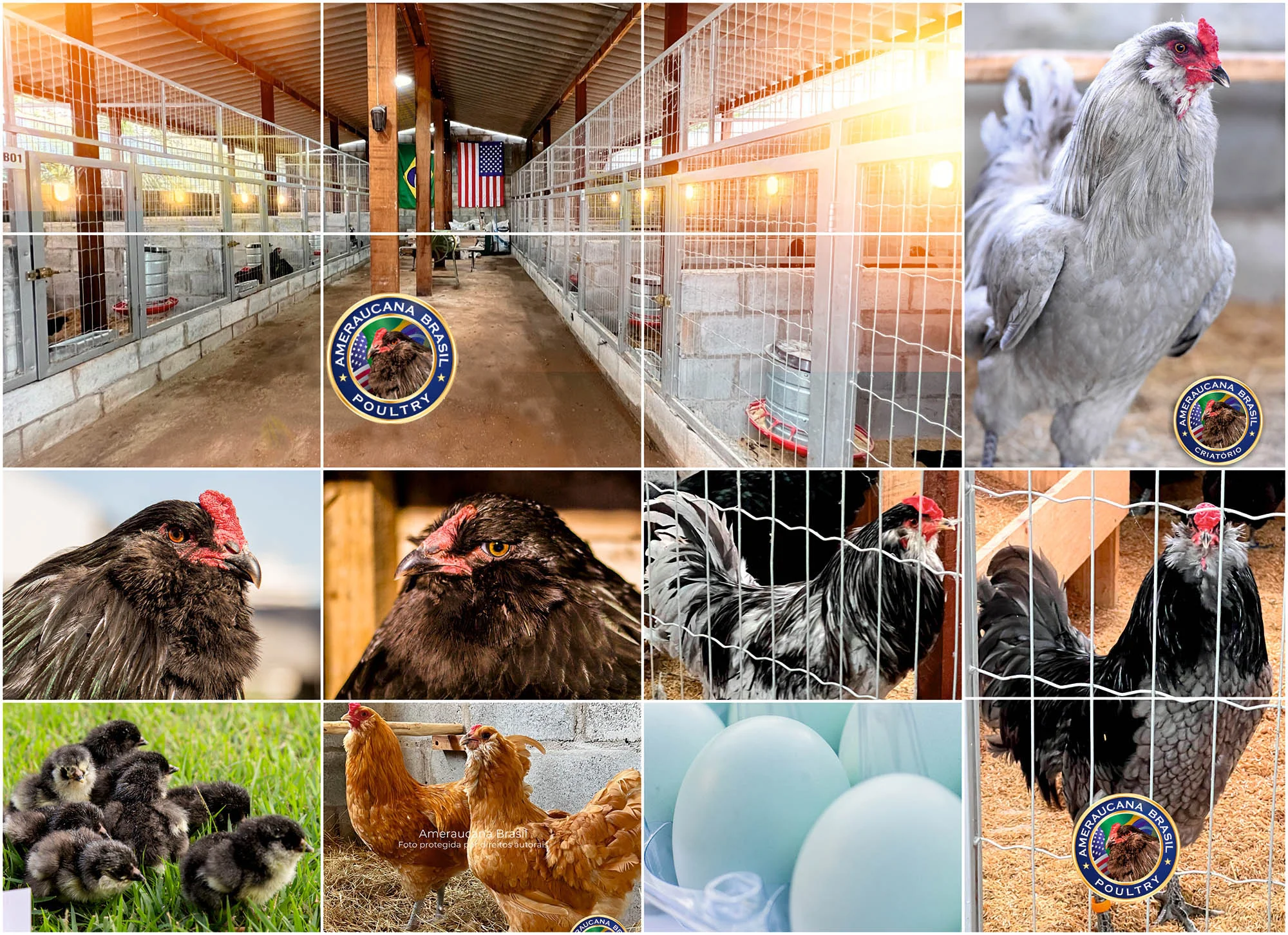 O Criatório — Ameraucana Brasil Poultry