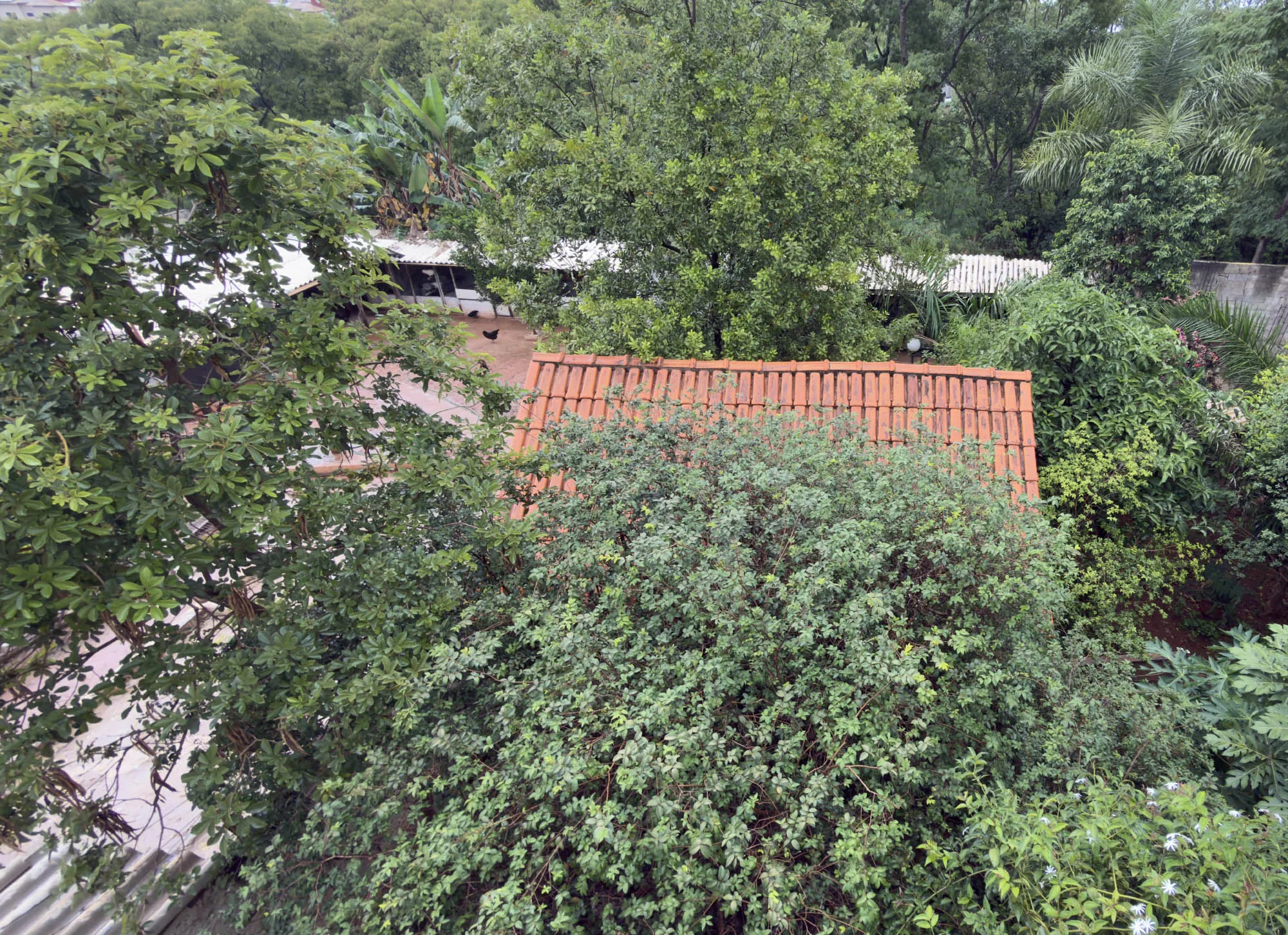 O Criatório — Ameraucana Brasil Poultry