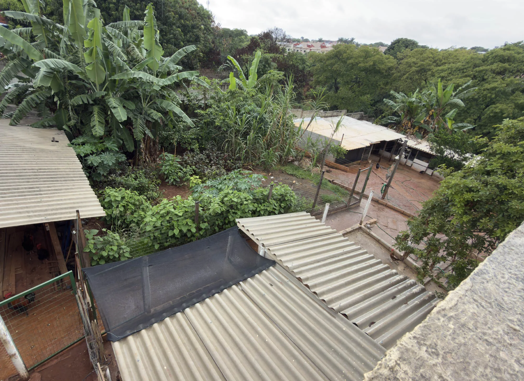 O Criatório — Ameraucana Brasil Poultry