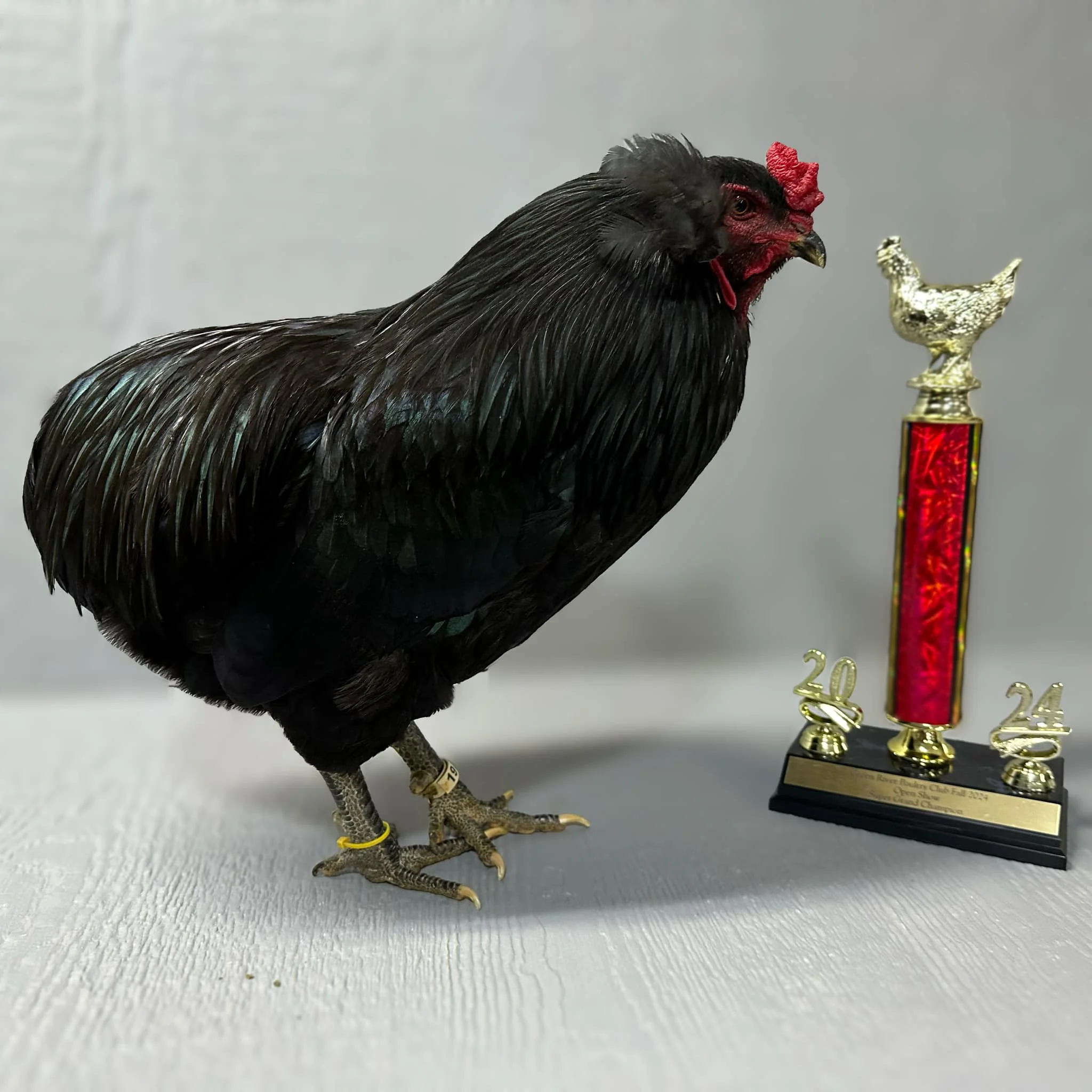 Araucana Padrão — foto em destaque