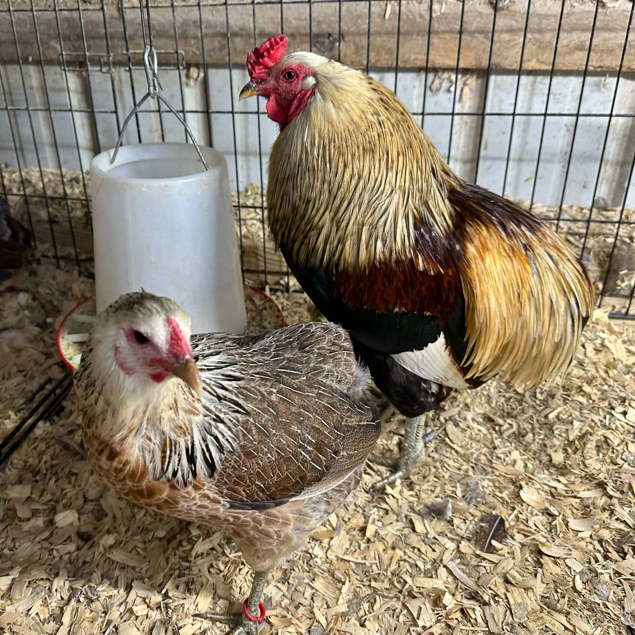 Araucana Padrão