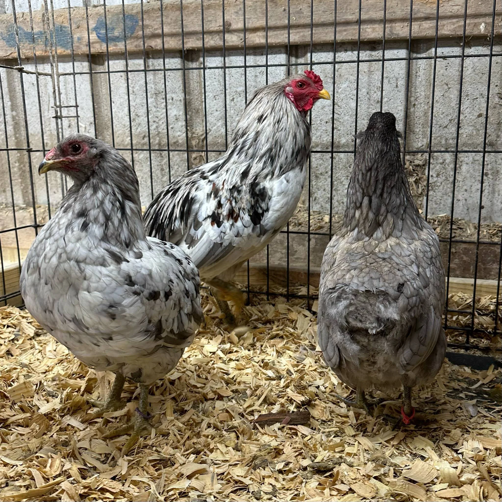 Araucana Padrão
