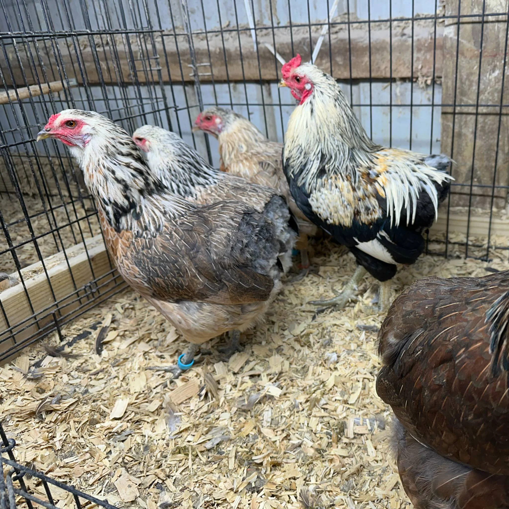 Araucana Padrão