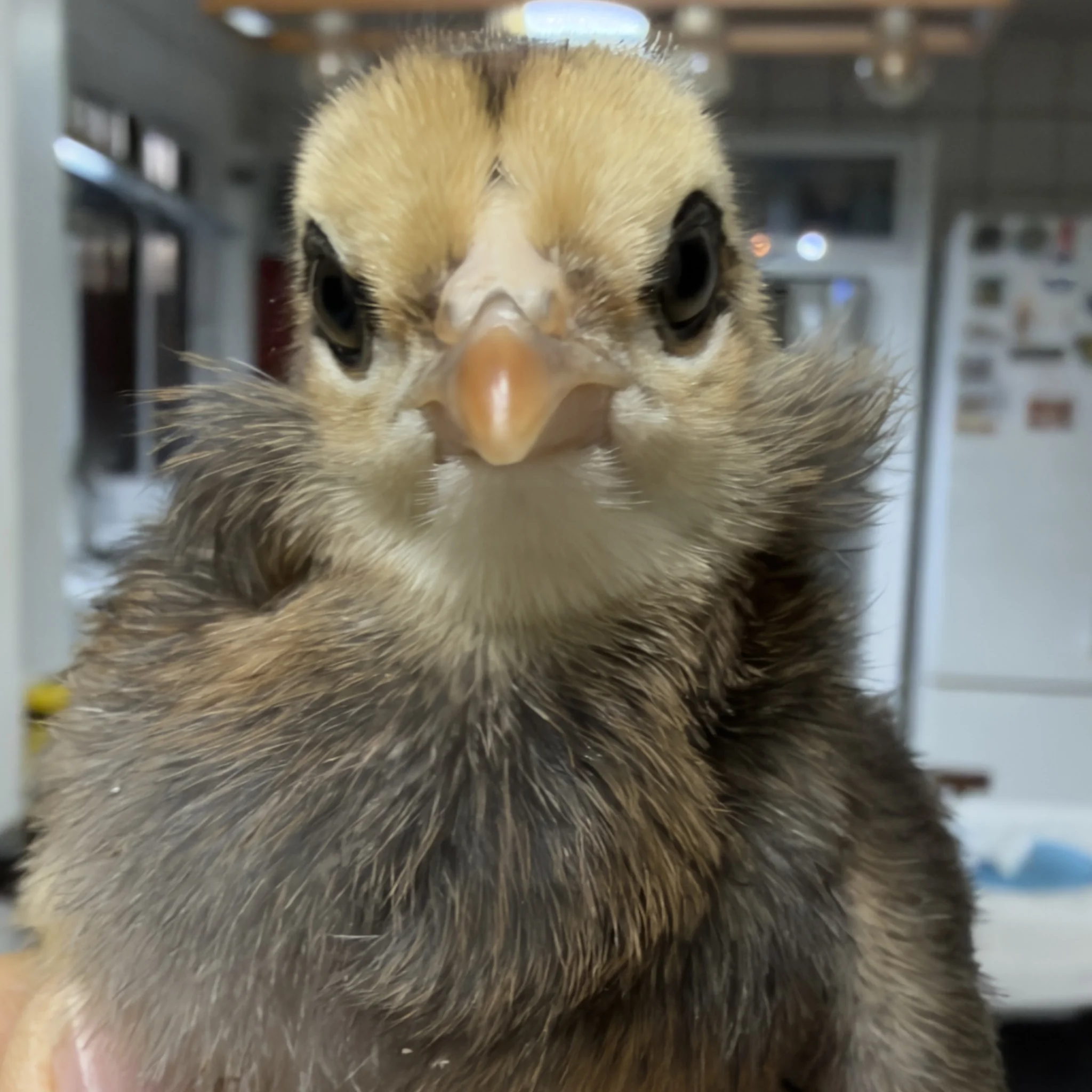 Araucana Padrão