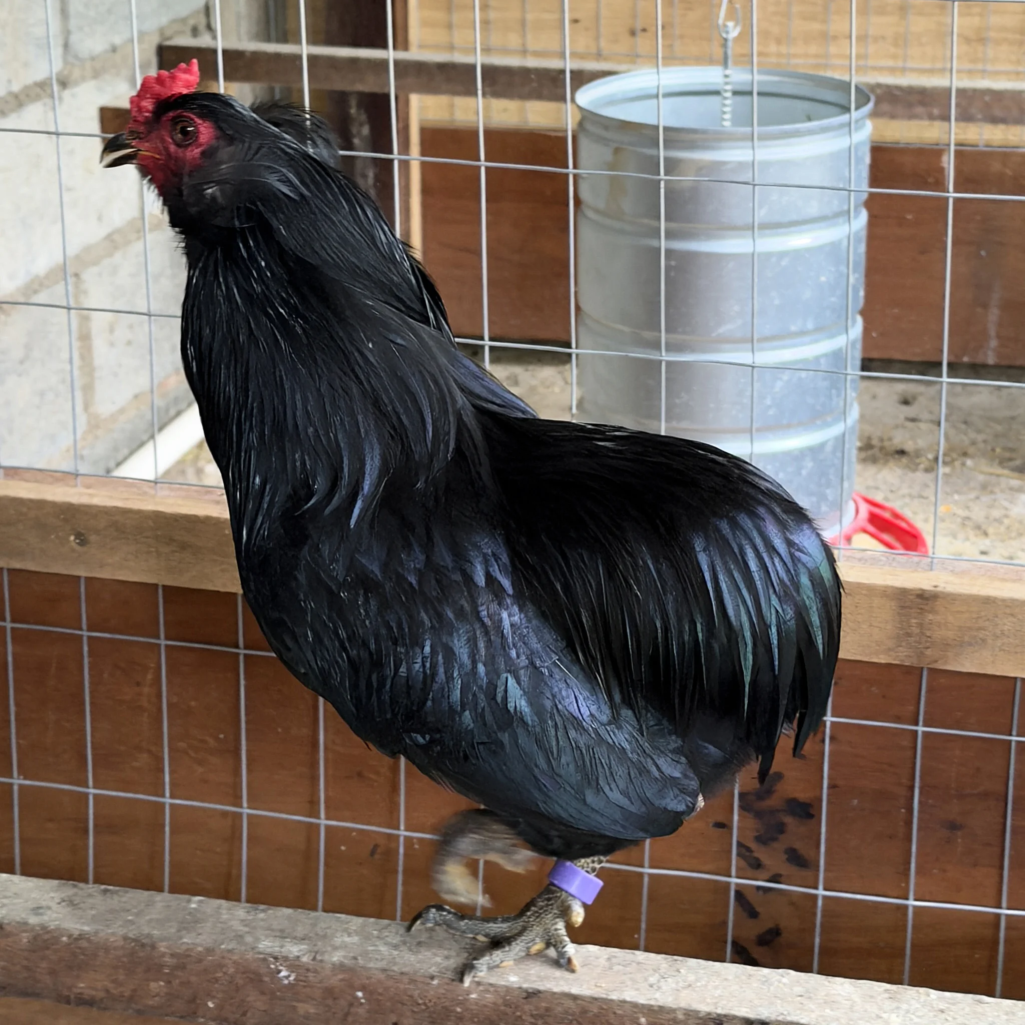 Araucana Padrão