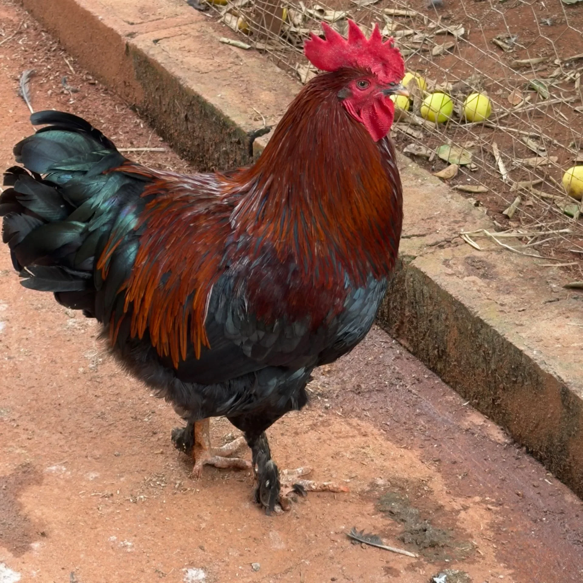 Marans Brasil