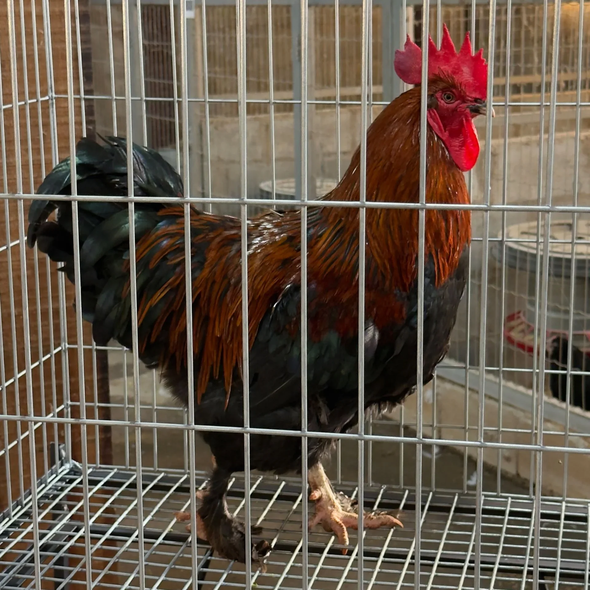 Marans Brasil