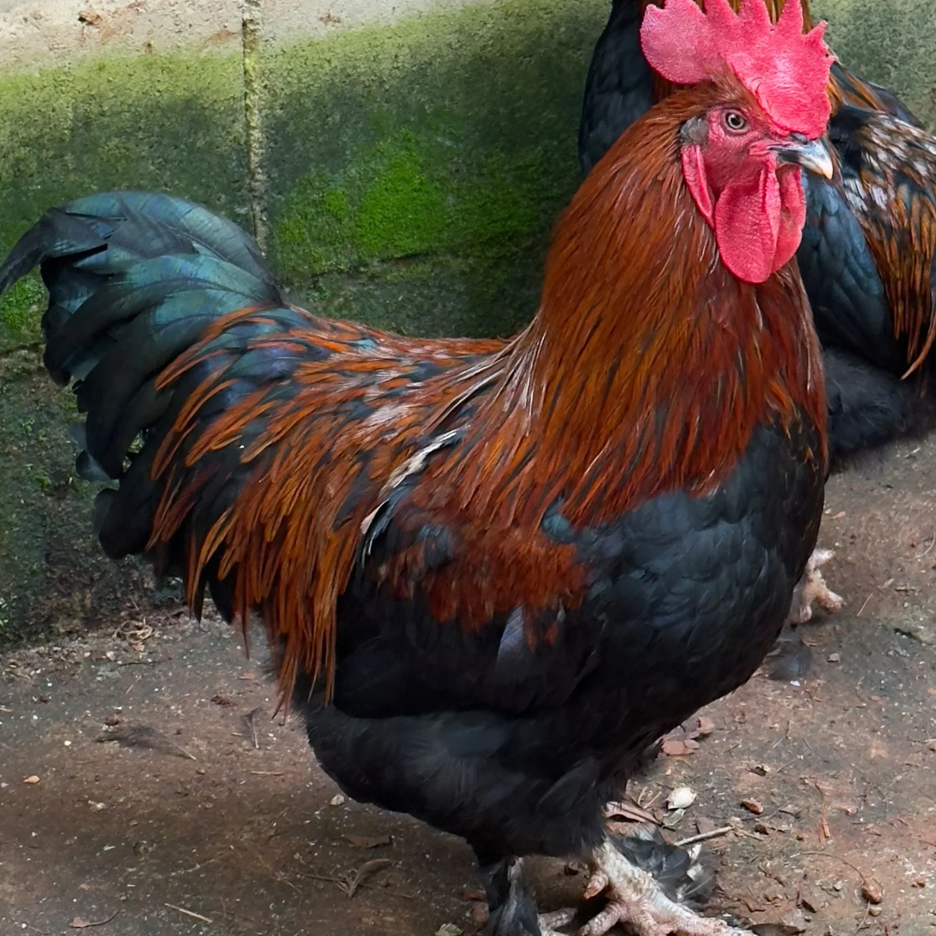 Marans Brasil