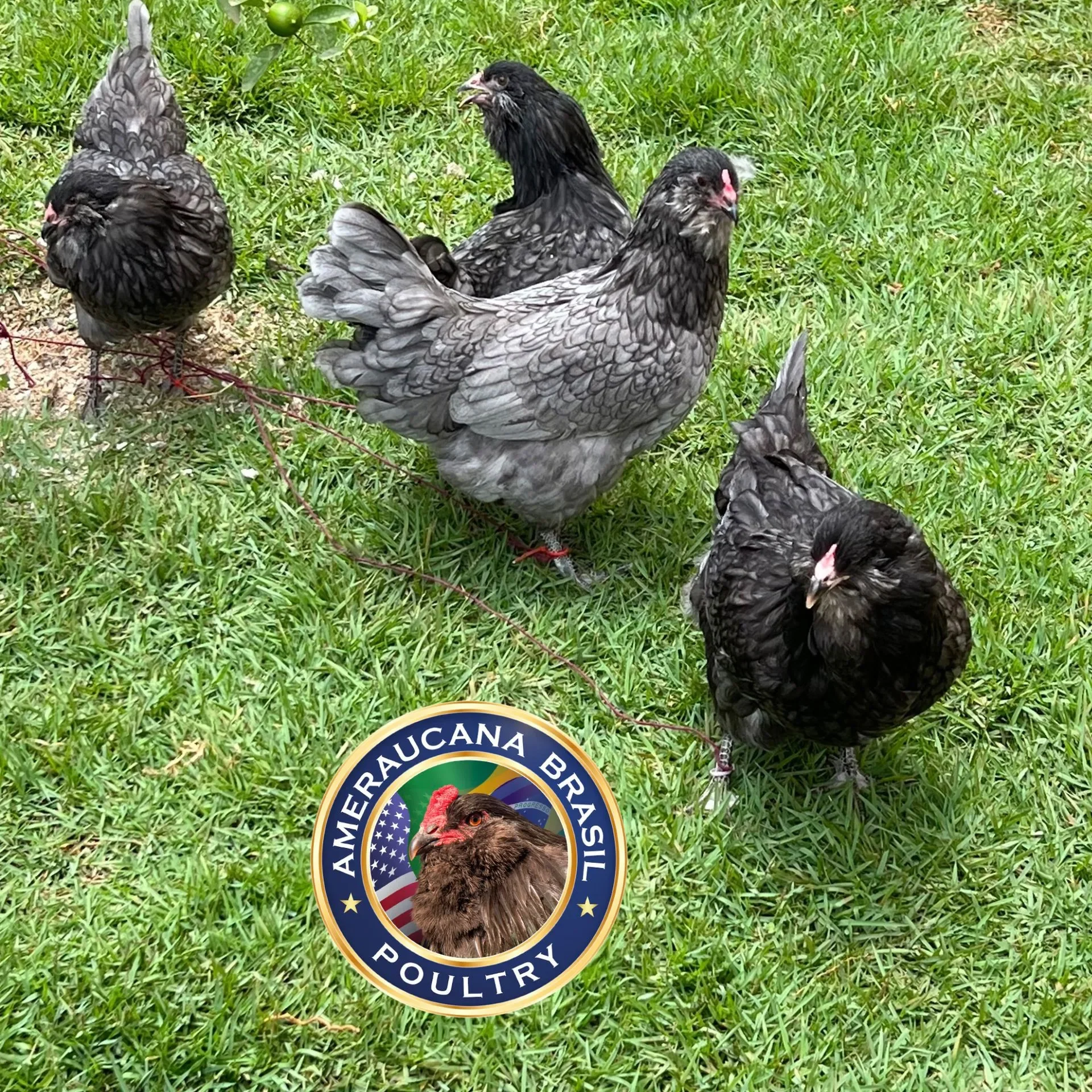 Ameraucana Azul