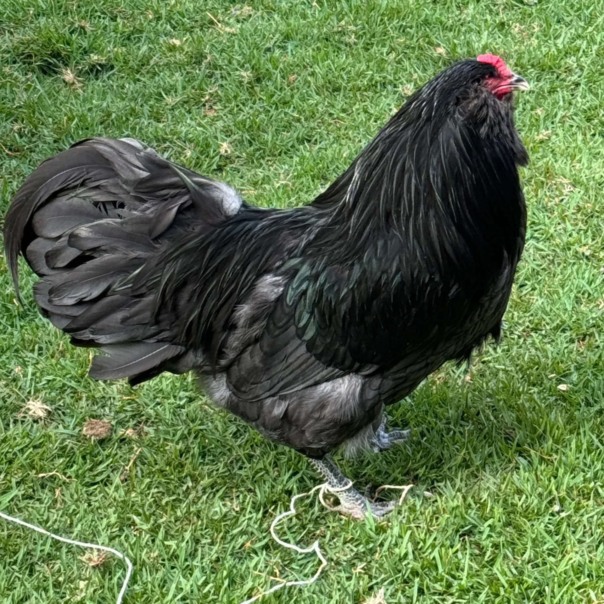 Ameraucana Azul