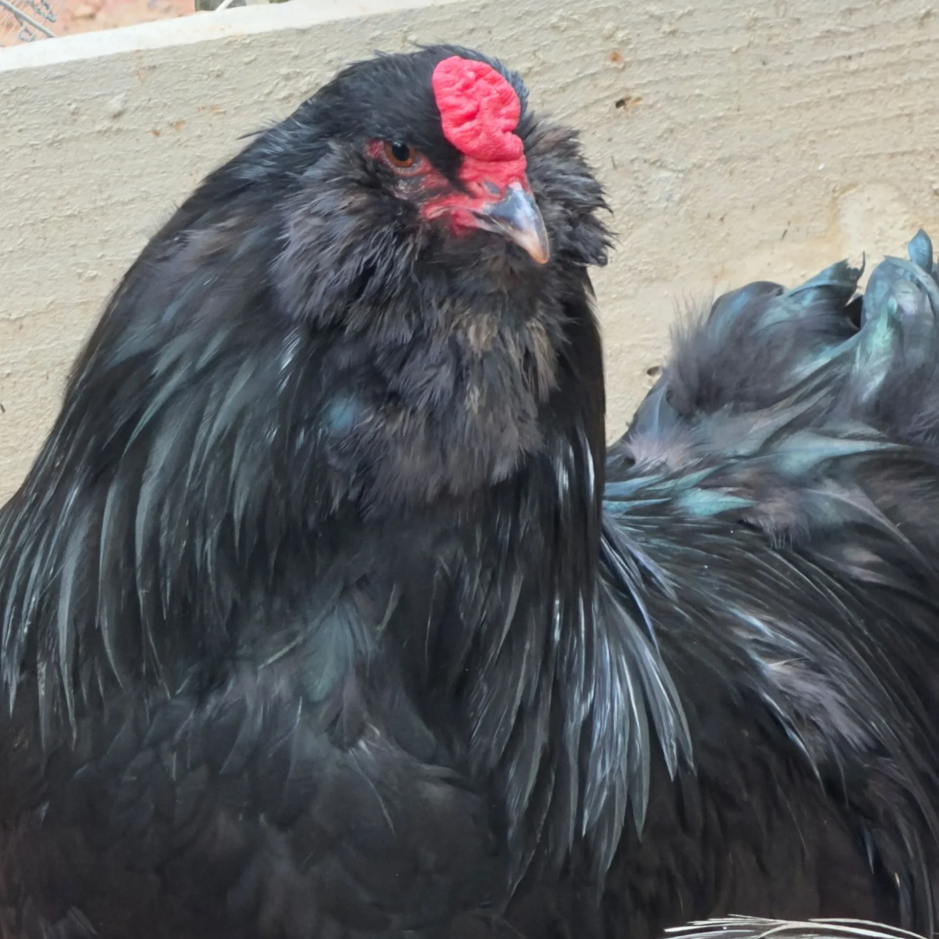 Ameraucana Black