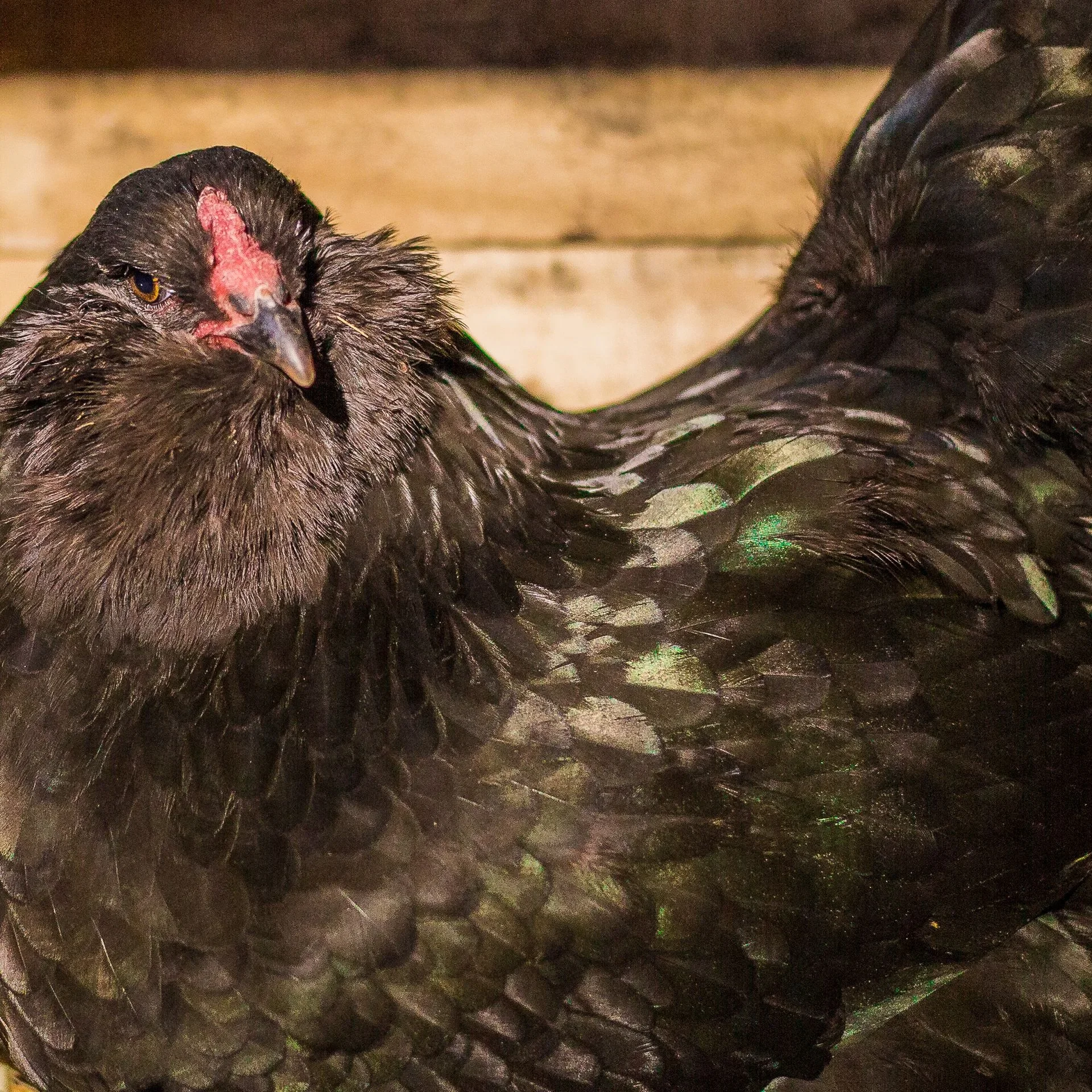 Ameraucana Black