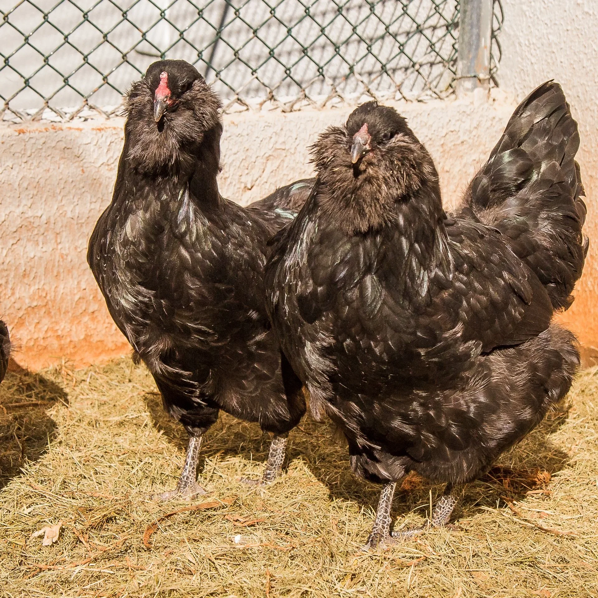Ameraucana Black