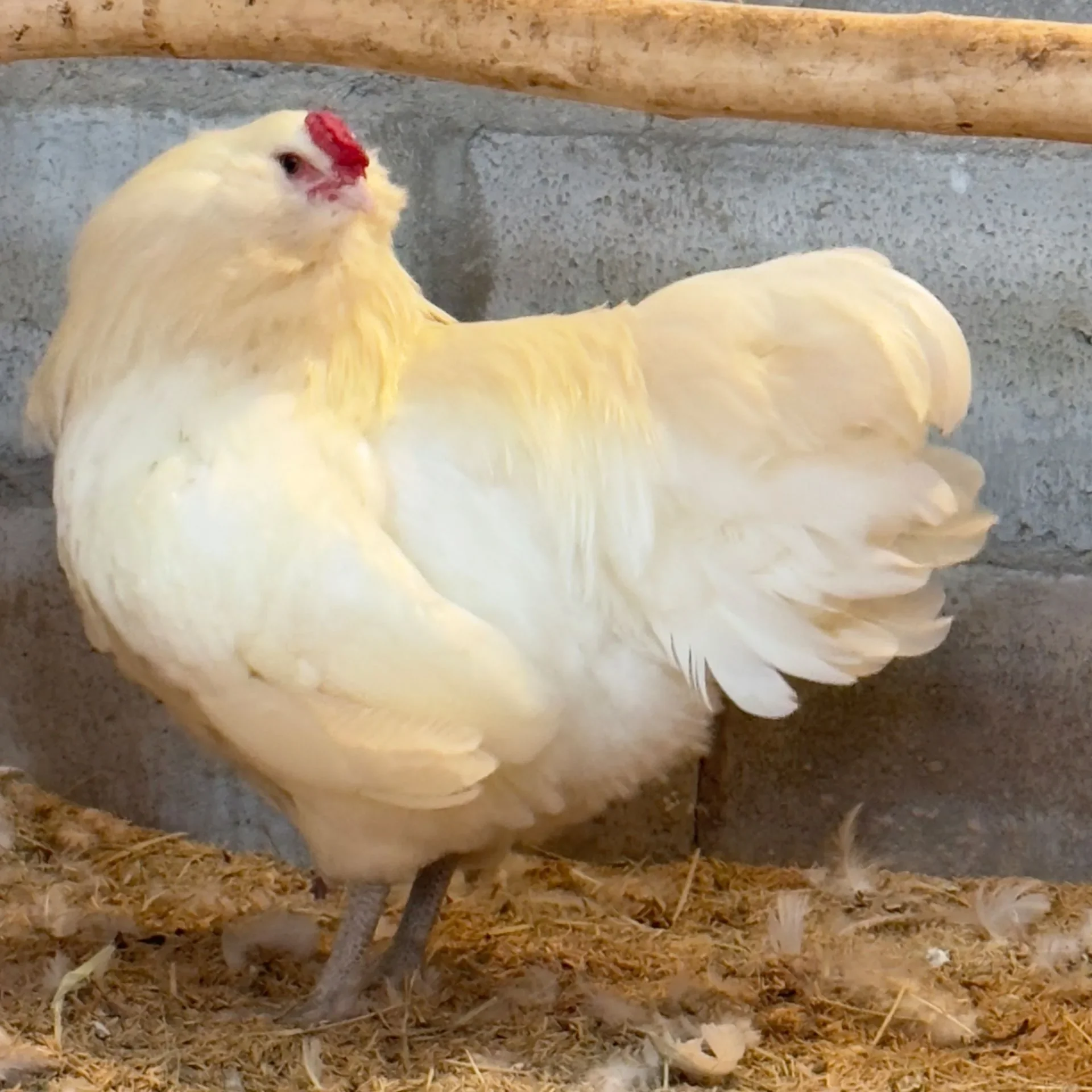 Ameraucana Branca