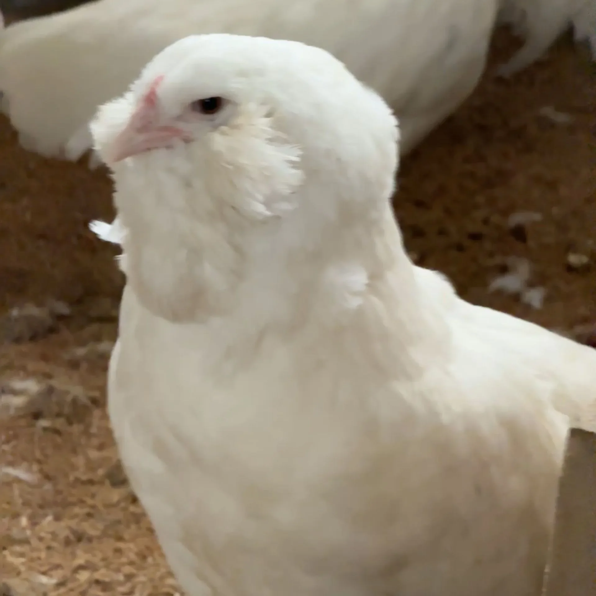 Ameraucana Branca