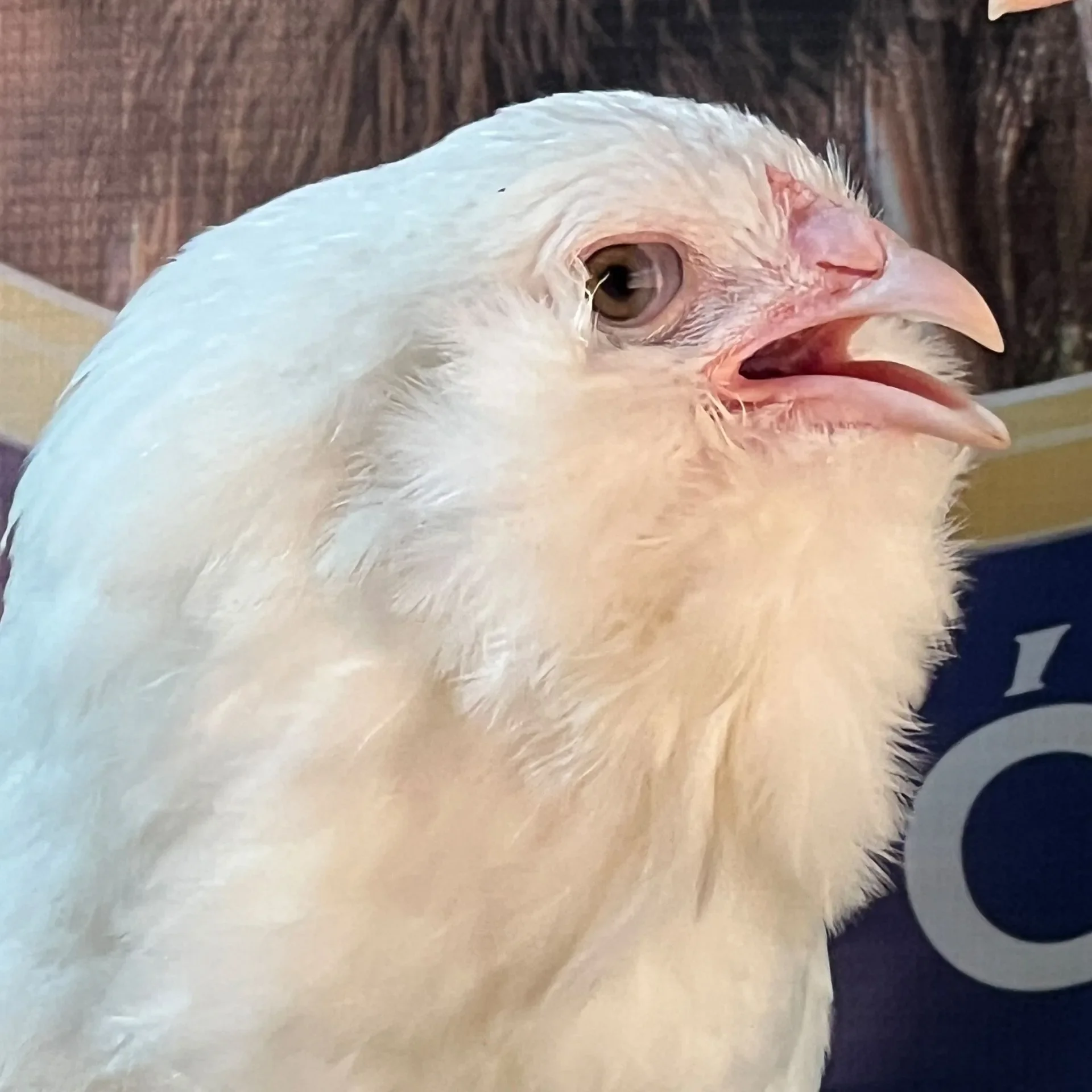 Ameraucana Branca