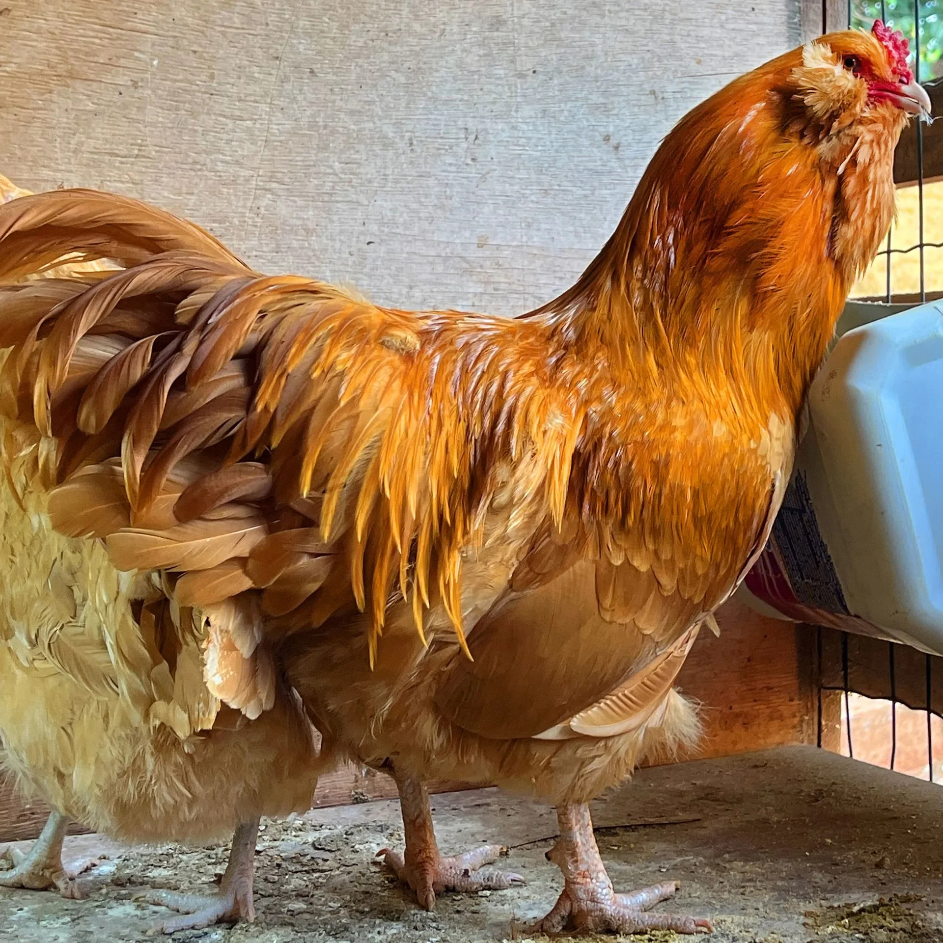 Ameraucana Buff
