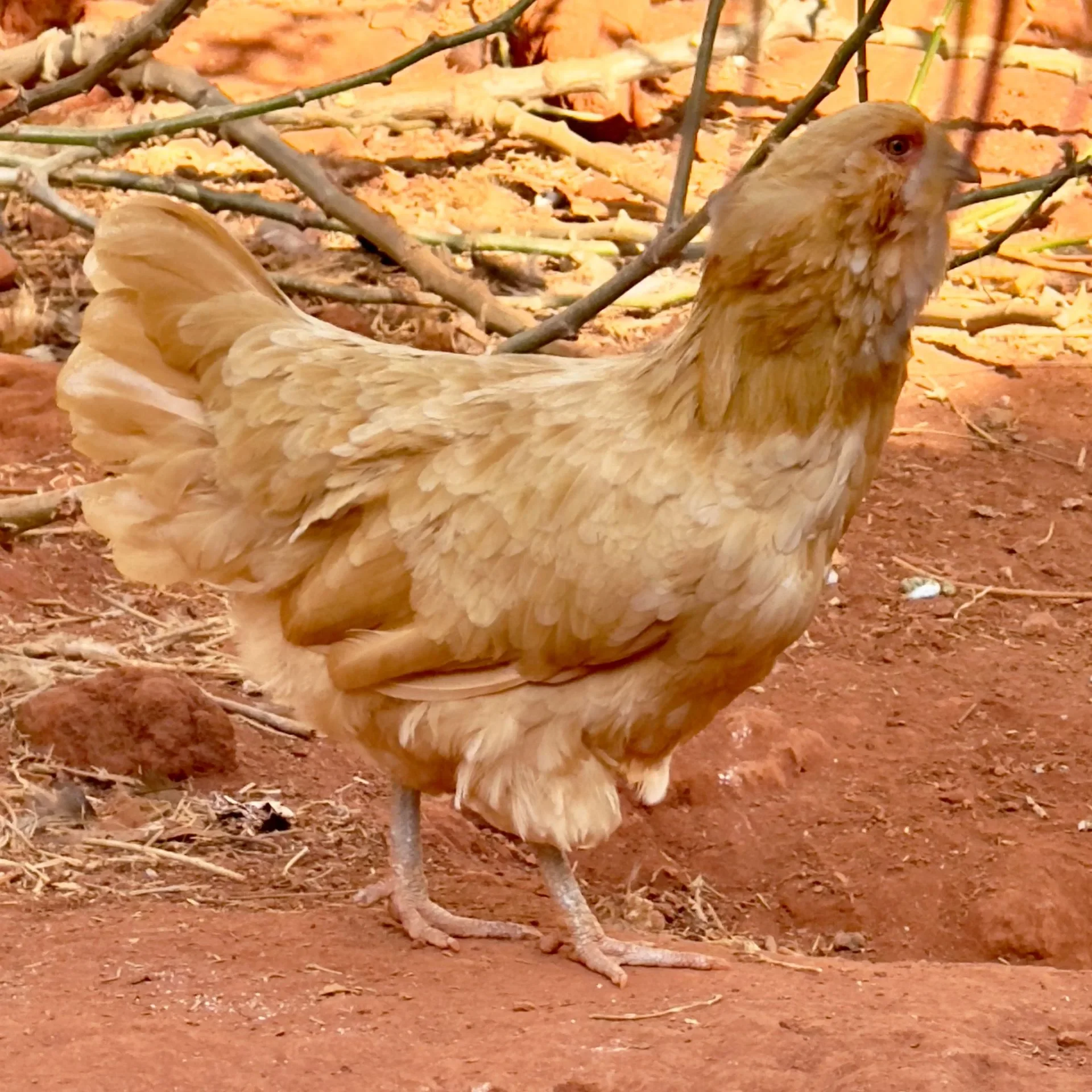 Ameraucana Buff