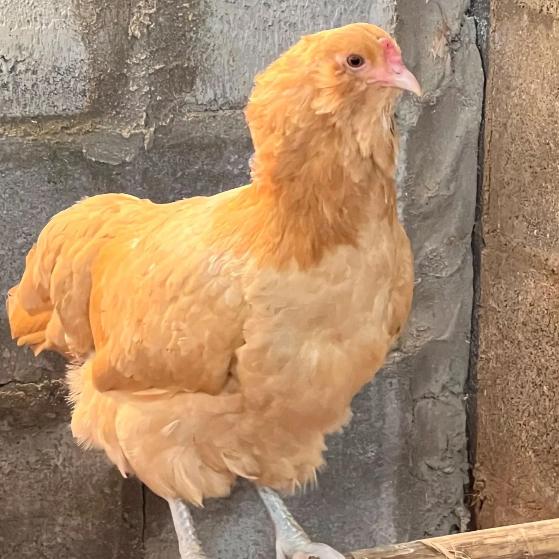 Ameraucana Buff