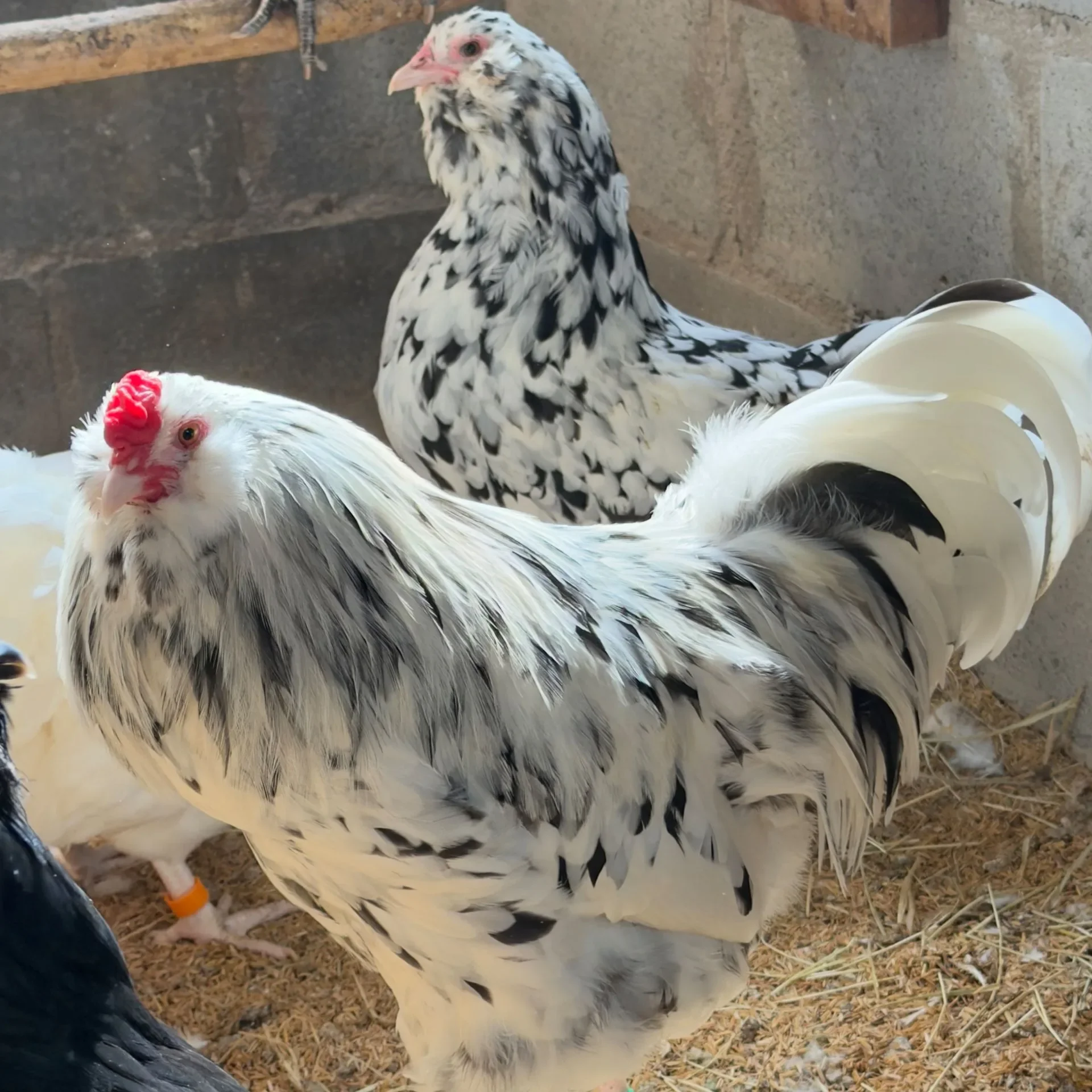 Ameraucana Ermine