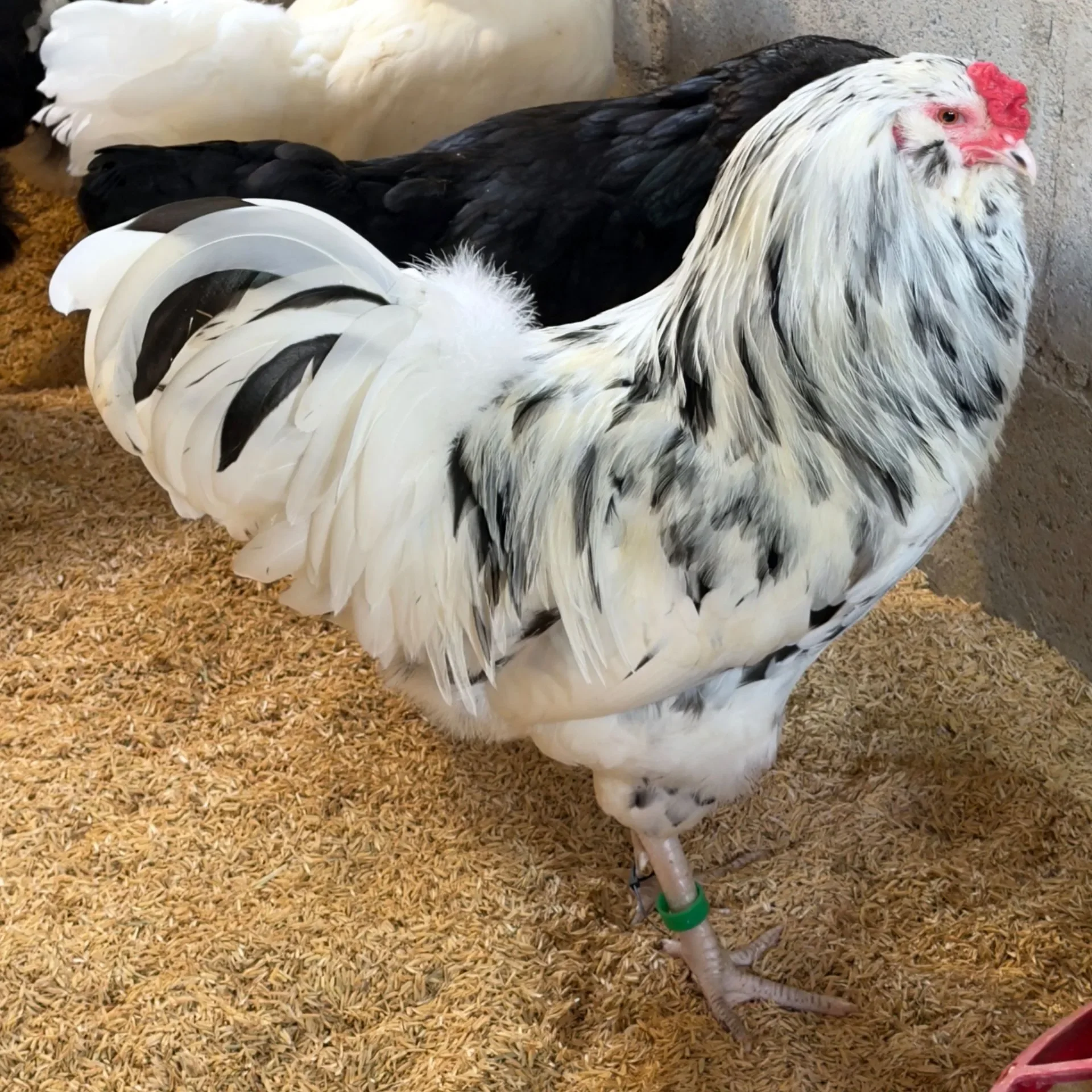 Ameraucana Ermine