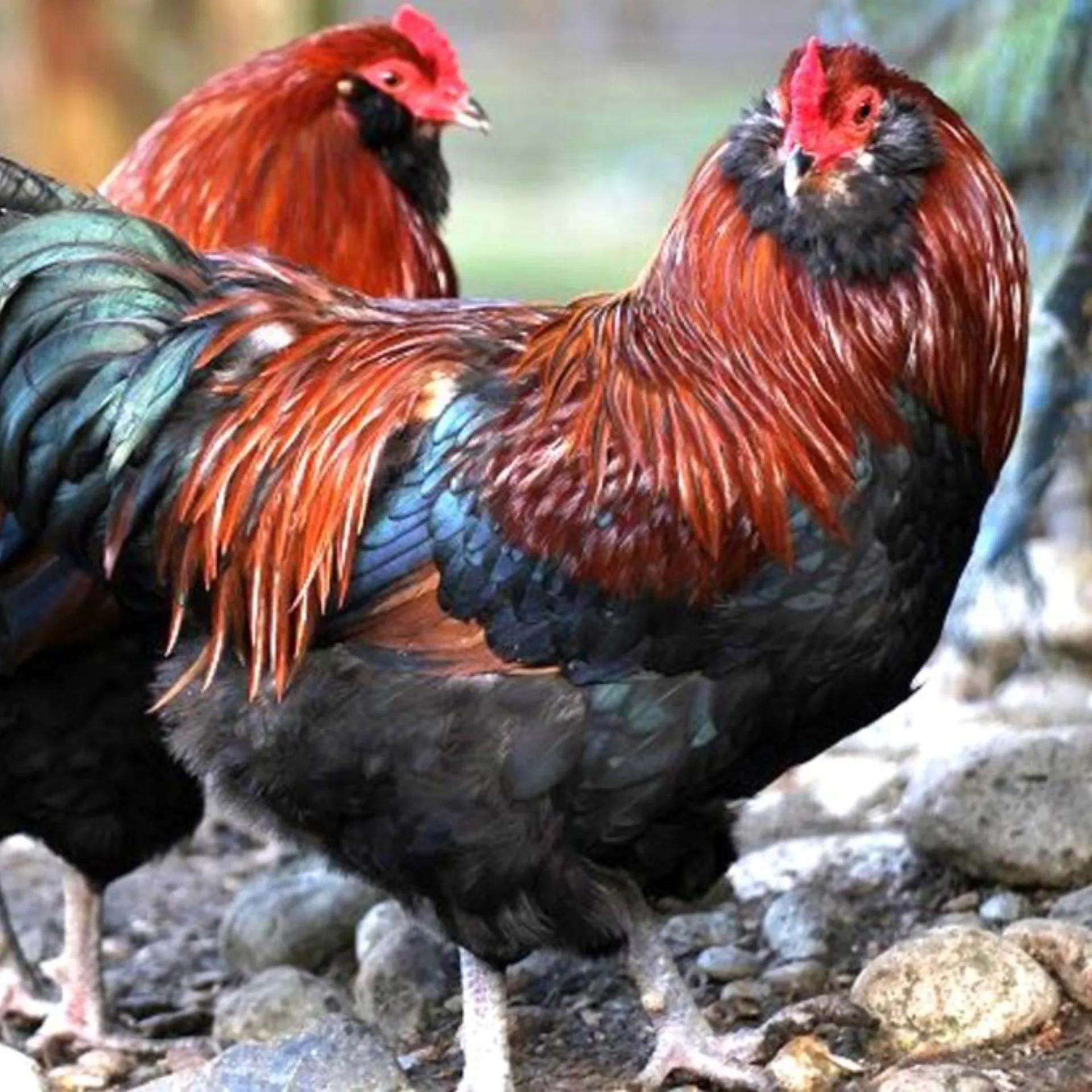Ameraucana Trigo