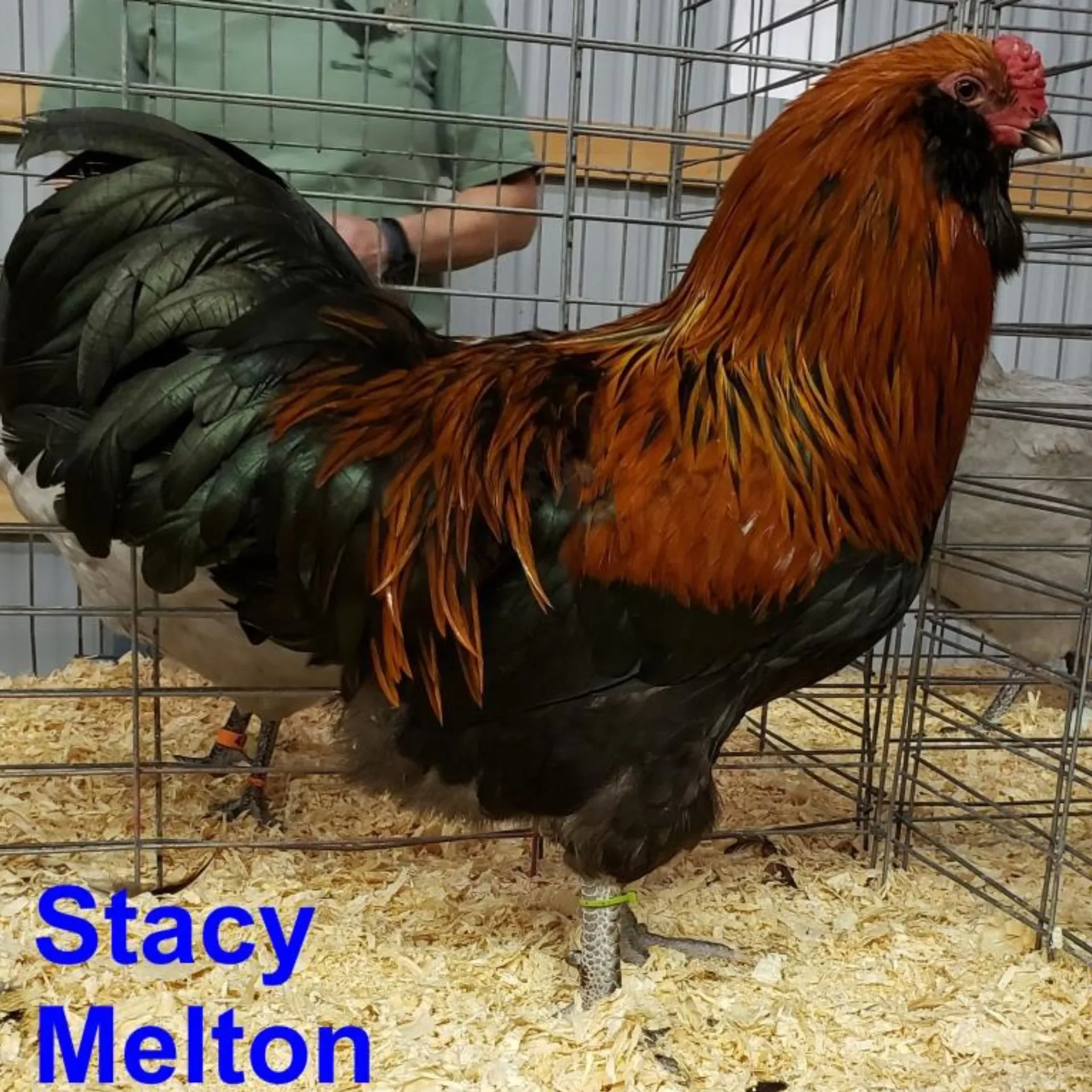 Ameraucana Vermelho Marrom