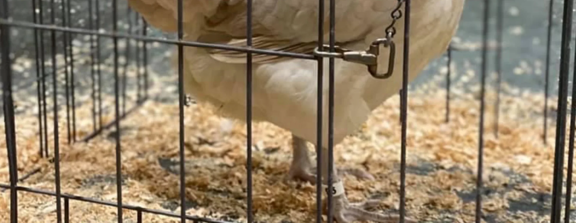 Ameraucana trigo — cor da canela