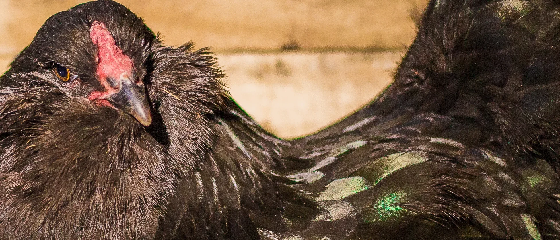 Ameraucana Preta — cor dos olhos bay em destaque