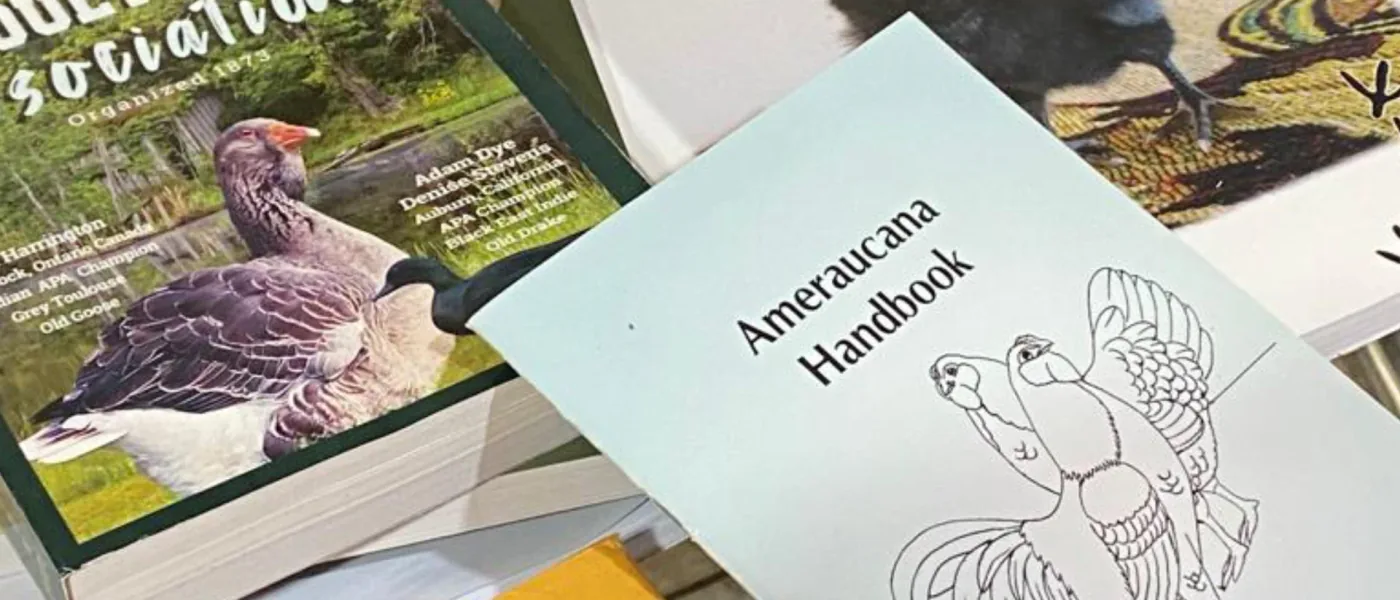 História oficial da Ameraucana