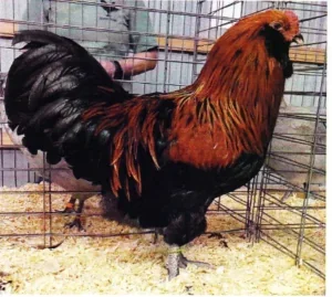 Ameraucana Marrom Vermelho