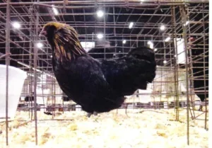 Ameraucana Marrom Vermelho