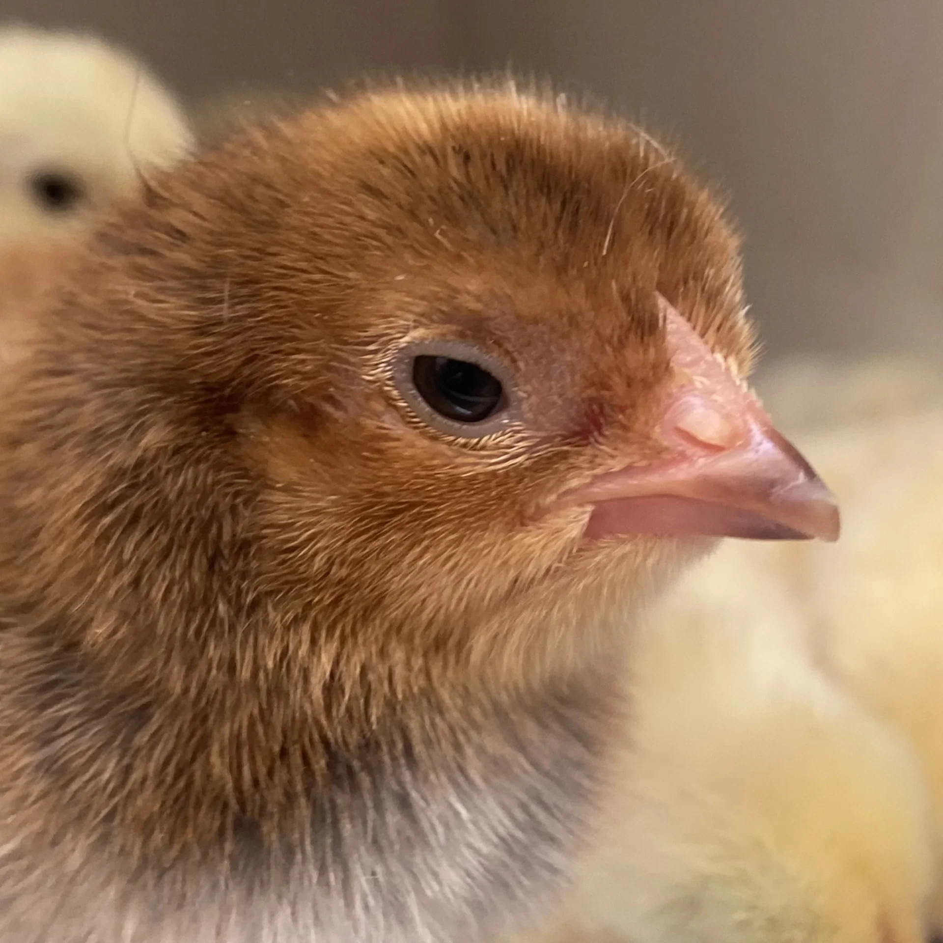 Aves de qualidade Ameraucana