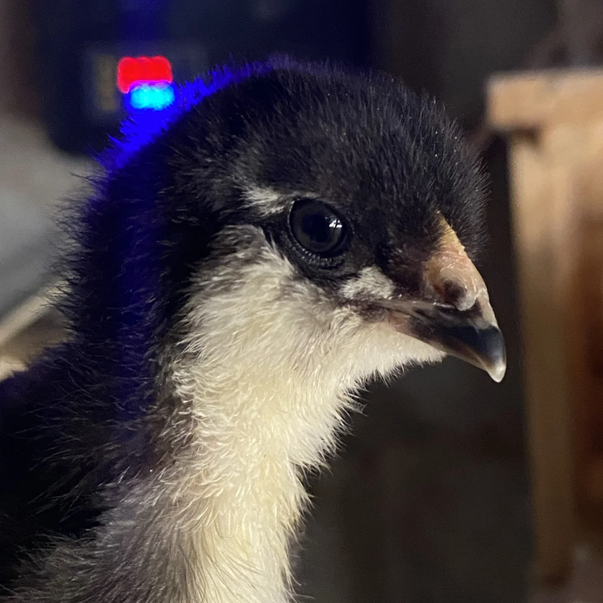 Aves de qualidade Ameraucana