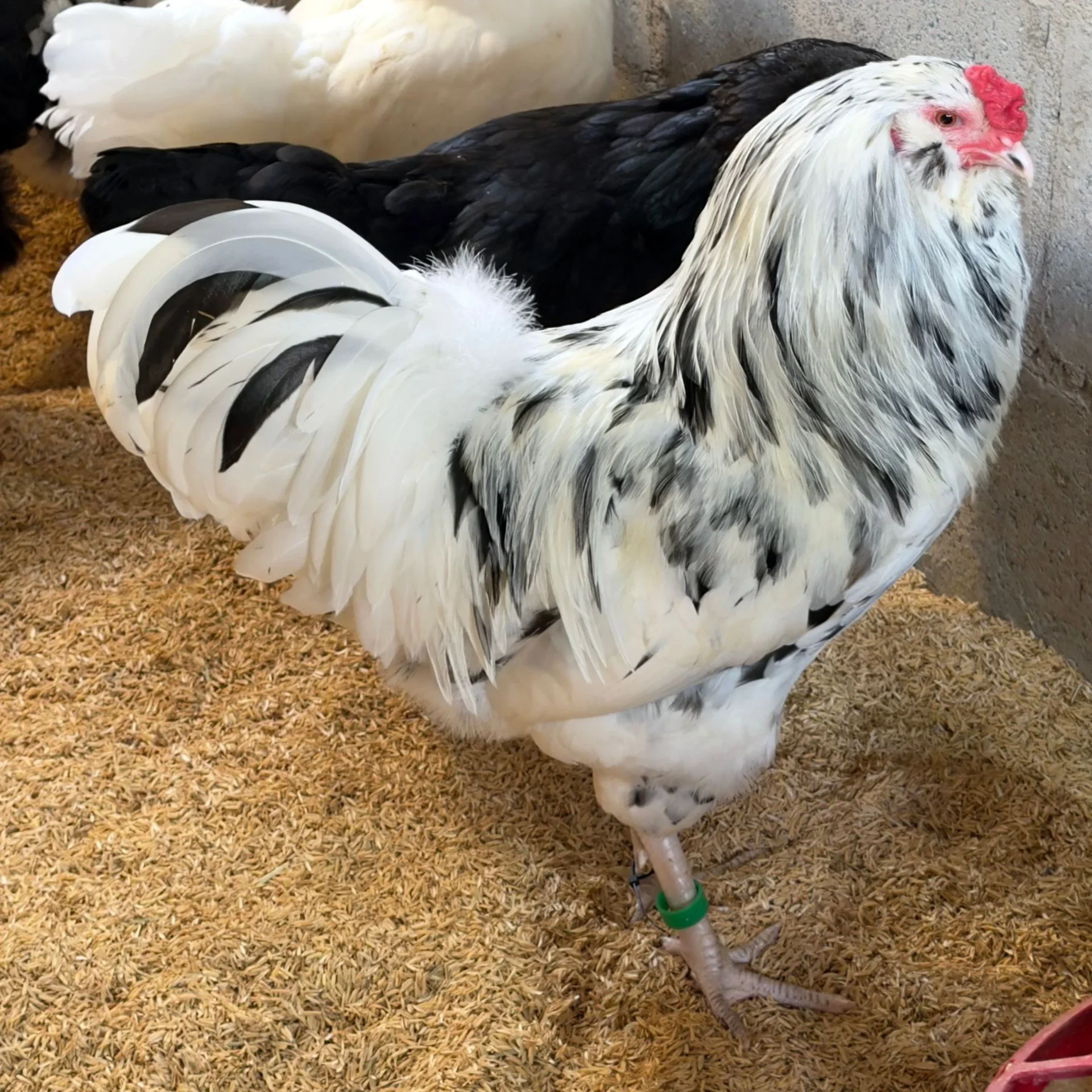 Aves de qualidade Ameraucana