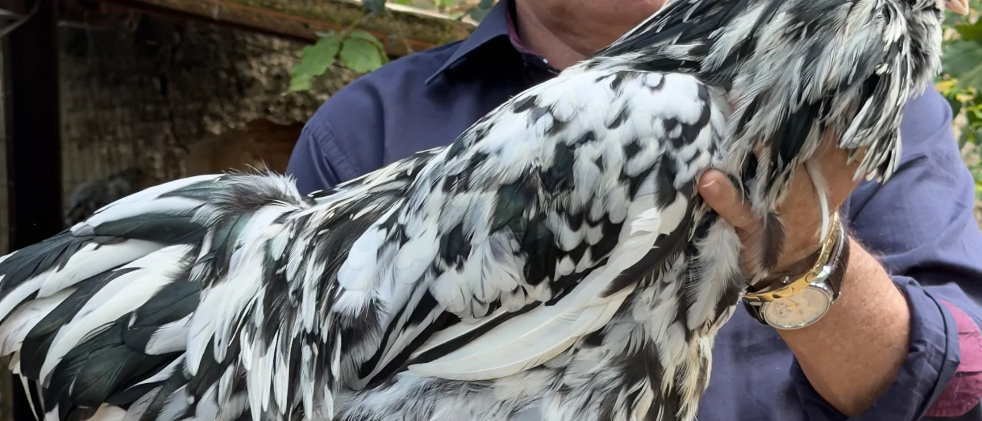 Criação de aves de qualidade