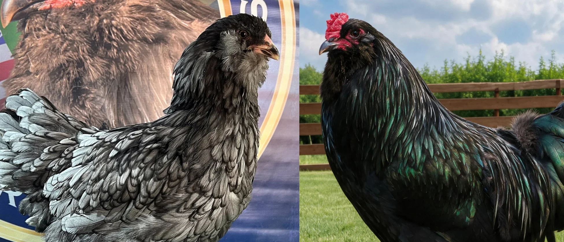 Ameraucana Azul e galo Preto — combinação nos cruzamentos